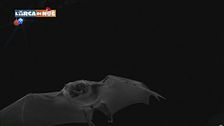 Il pipistrello