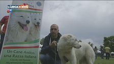 Il pastore maremmano abruzzese