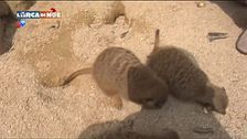 Il suricato, un animale selvatico
