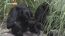 Una famiglia tradizionale