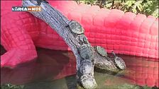 Le testuggini d'acqua americane