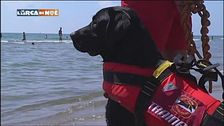 Baywatch a quattro zampe