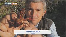 Animali alieni