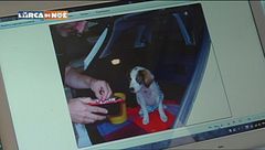 Il pastore di montagna