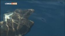 La salvaguardia delle tartarughe marine
