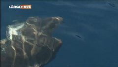 La salvaguardia delle tartarughe marine