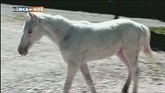 Una rara cavallina albina