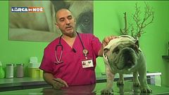 La salute del nostro animale