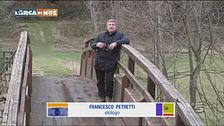 I cervi