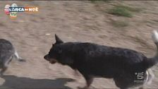Un pastore Australiano