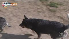 Un pastore Australiano