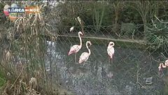 Traffico illegale