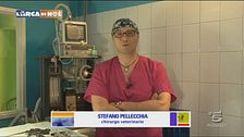 Un pronto soccorso per gli animali