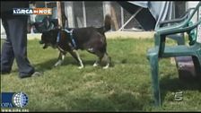 Boom un cane randagio cieco