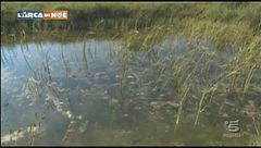 Il rituale del corteggiamento