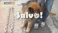 Il cane salvato