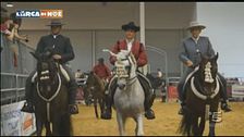 Il fascino dei cavalli