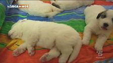 Cuccioli che crescono