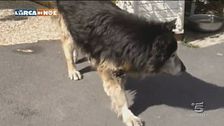 Un cane longevo