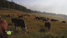 L'allevamento bovino in montagna