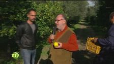Dalla raccolta alla canditura