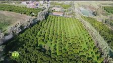 Frutti di Calabria