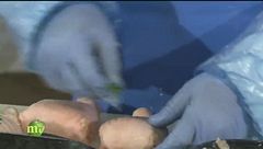 La lavorazione del pollo