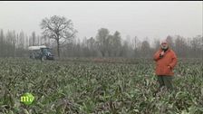 La lavorazione del radicchio