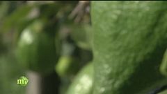 La lavorazione del cedro