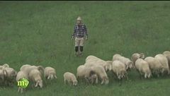 Il pascolo delle pecore