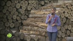 La lavorazione del tronco