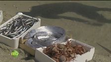 Spatola con cipolla in agrodolce