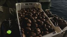 I fasolari di Chioggia