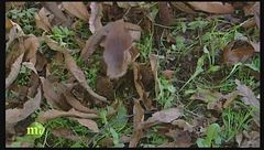 I marron glacé: dalla raccolta alla tavola