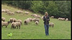 Puntata del 26 ottobre