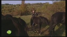 Il cavallo bardigiano