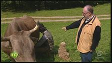 Il pascolo delle mucche