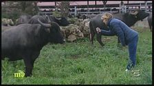 L'allevamento del bufalo dop