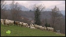 La cugna