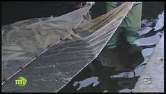 Lo storione albino