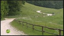 La foresta del Cansiglio