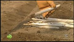 La raccolta dell'asparago bianco