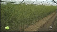 Come nasce l 'asparago?