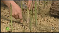 La raccolta degli asparagio