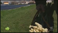 L'asparago di Badoere
