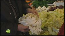 Il radicchio variegato di Castelfranco