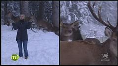 Puntata del 3 febbraio: Carnia e Vigolo