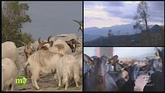 Puntata del 27 gennaio