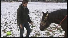Allevamento e addestramento dei cavalli