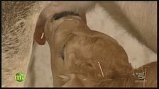 Una famiglia contadina e i loro animali